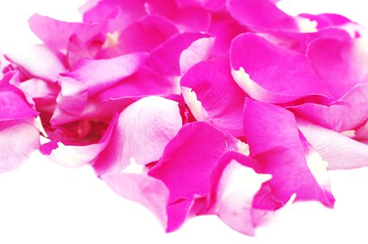  Bunch of petals pink roses closeup, on white, isolated 