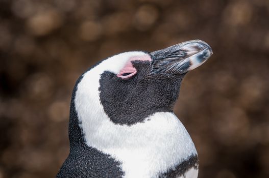 African penguin (Spheniscus demersus), also known as the jackass penguin or black-footed penguin at the Boulders section of the Table Mountain National Park at Simonstown in Cape Town, South Africa
