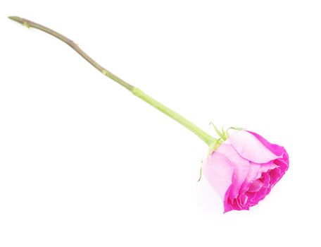 Pink rose flower with scape,diagonal location,on white, isolated 