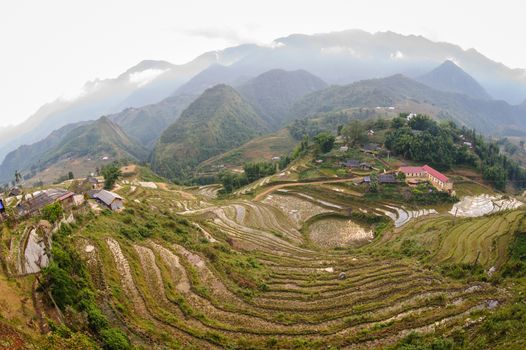 Rice fields on terraced of  Cat Cat Village, Sapa Vietnam.