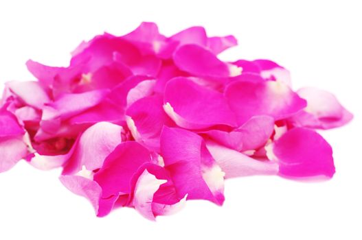  Bunch of petals pink roses closeup, on white, isolated 