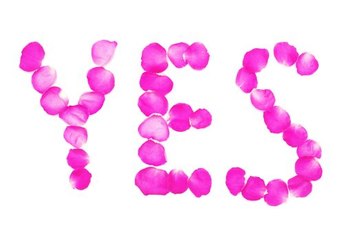 Letters YES made of petals of pink roses on white, isolated