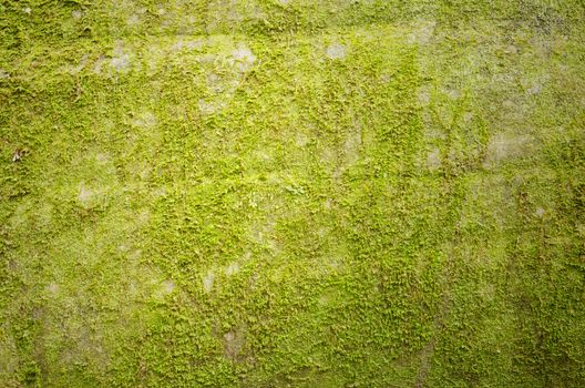 wall background