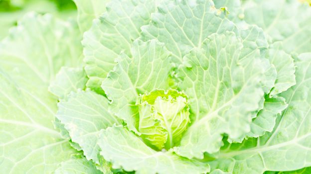 cabbage