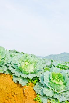 cabbage