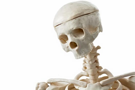 model human skeleton on a white background