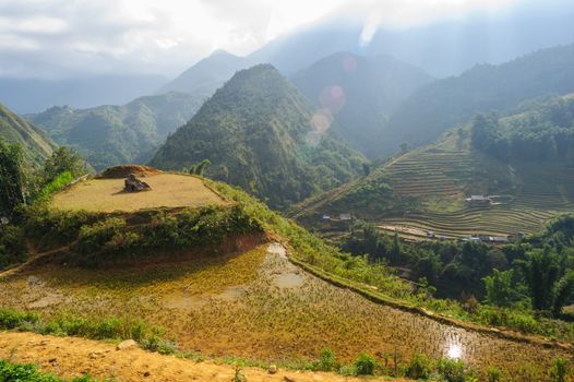 Rice fields on terraced of  Cat Cat Village, Sapa Vietnam.