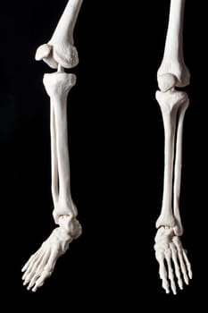 model human skeleton on a black background