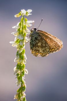 The summer butterfly