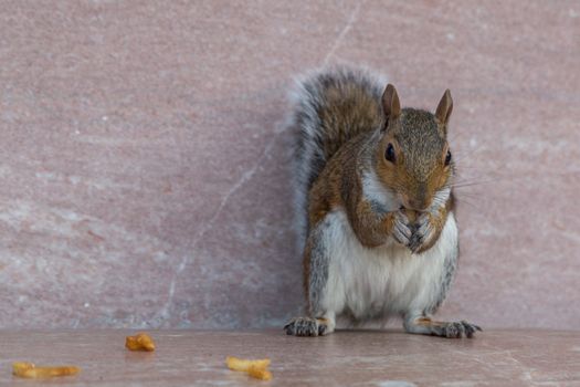 A brown squirrel with white chest munching on leftover french fries on a park bench