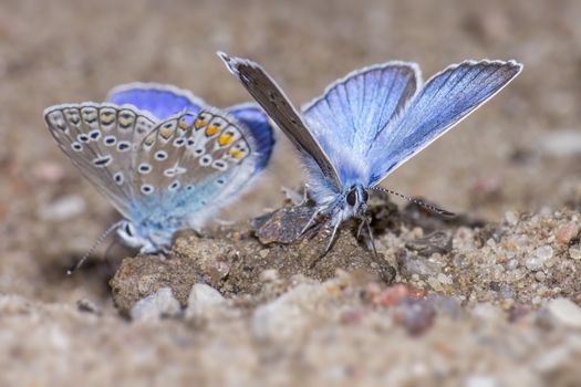 The Common Blue, Polyommatus icarus