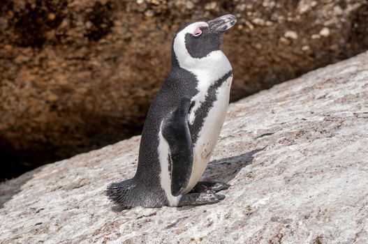 African penguin (Spheniscus demersus), also known as the jackass penguin or black-footed penguin at the Boulders section of the Table Mountain National Park at Simonstown in Cape Town, South Africa
