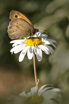 The Meadow Brown, Maniola jurtina