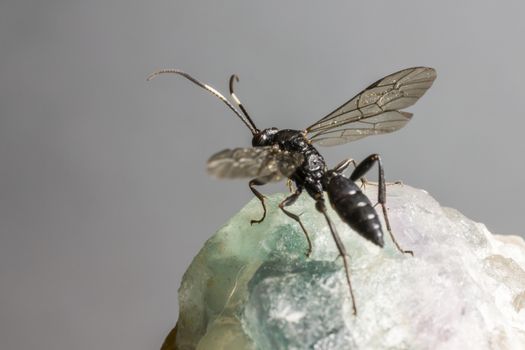 Portrait of a Ichneumon Wasp (Ichneumonidae)