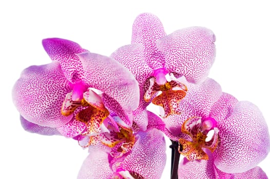 Phalaenopsis orchid flowers isolated on white background