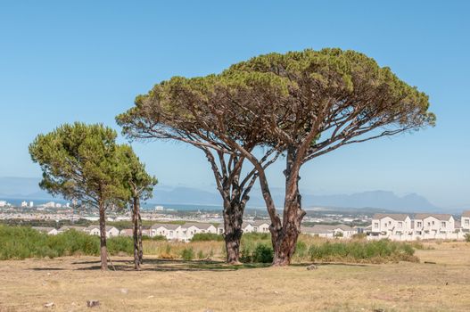 Pine trees with Somerset West, the Strand, the sea and Table Mountain in Cape Town in the background

