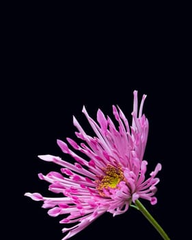 Purple flower on black background