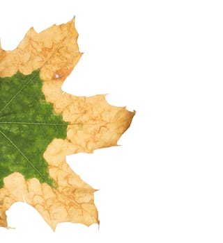 Lonely yellow leaf of a plane tree, isolated on a white background.