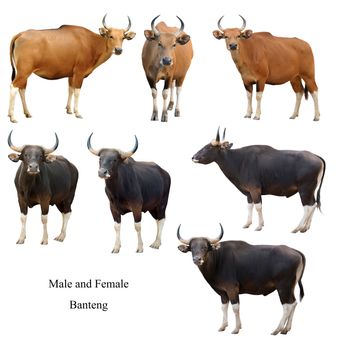 collection of male and female banteng  isolated on white background