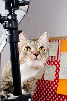 curious cat in photo studio