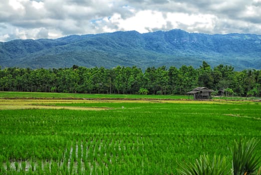 Paddy field with a hut by the hill.







Paddy field by the hill