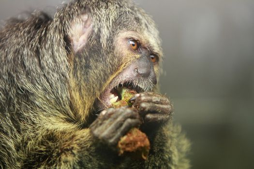 White faced saki monkey Pithecia pithecia