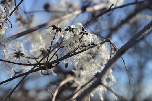 Cotinus coggygria in the bloom