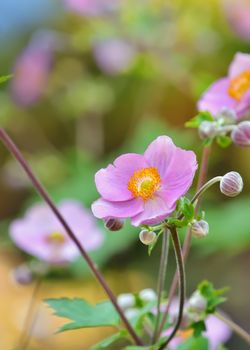Geum quellyon flower in garden