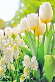 Muscari botryoides and tulips in spring time