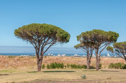 Pine trees with Somerset West, the Strand, the sea and Table Mountain in Cape Town in the background
