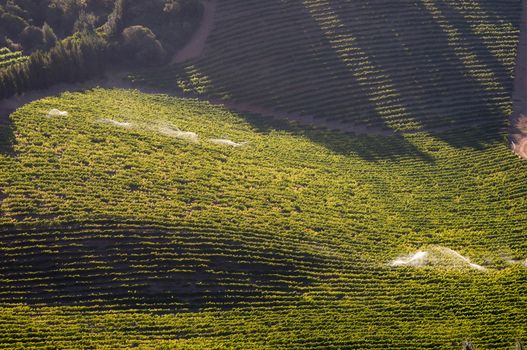 Late afternoon view of vineyards near Somerset West near Cape Town in the Western Cape Province of South Africa
