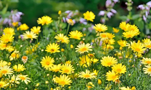Golden Marguerite, Anthemis tinctoria on field