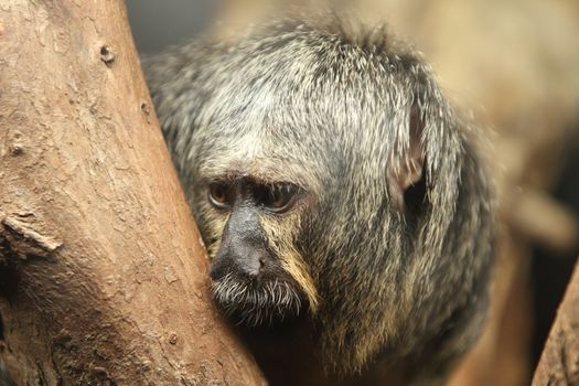 white faced saki moneky Pithecia pithecia