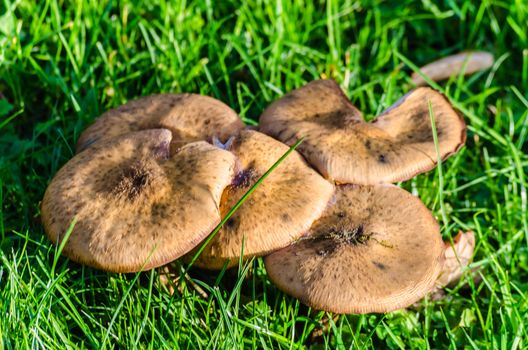 Mushroom group on a green meadow.