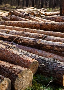 Pile of cut pine logs in the forest.