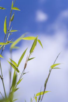 Close Up of Plant with Green Leaves Against Blue Sky with White Clouds