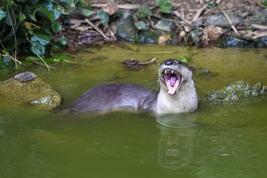 An oriental small-clawed otter / Aonyx cinerea / Asian small-clawed otter