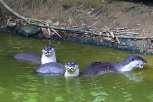 An oriental small-clawed otter / Aonyx cinerea / Asian small-clawed otter