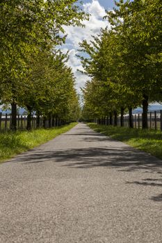 Scenic rural road lined on either side with leafy green trees and farm fences receding into the distance in a straight line under a sunny cloudy blue sky
