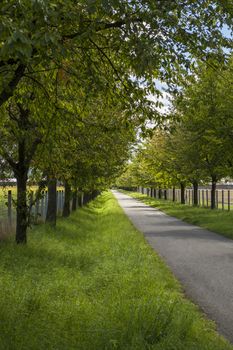 Scenic rural road lined on either side with leafy green trees and farm fences receding into the distance in a straight line under a sunny cloudy blue sky