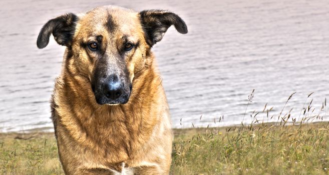 Nice domestic dog looking at the camera with a lake background 