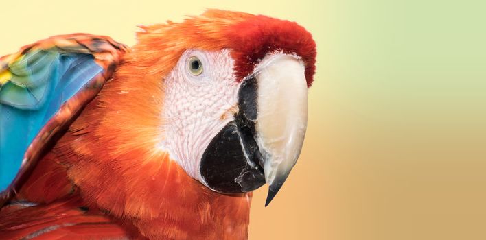 Beautiful colorful scarlet macaw (Ara macao) with a harmonic background 