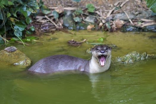 An oriental small-clawed otter / Aonyx cinerea / Asian small-clawed otter