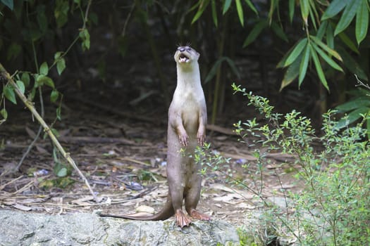 An oriental small-clawed otter / Aonyx cinerea / Asian small-clawed otter