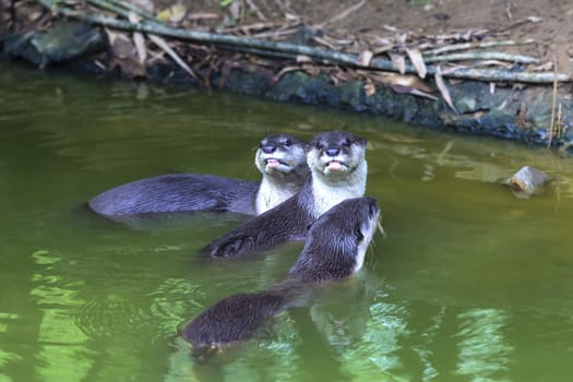 An oriental small-clawed otter / Aonyx cinerea / Asian small-clawed otter