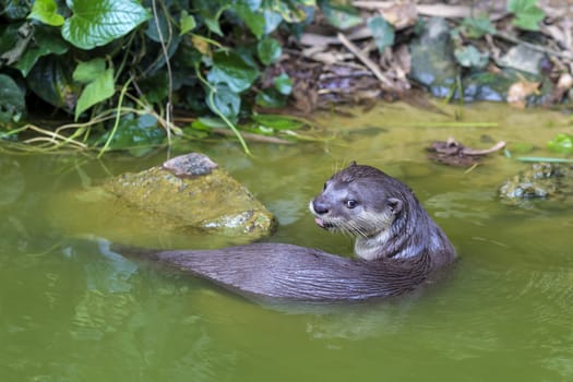 An oriental small-clawed otter / Aonyx cinerea / Asian small-clawed otter