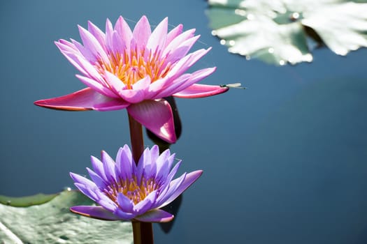 lotus flower background