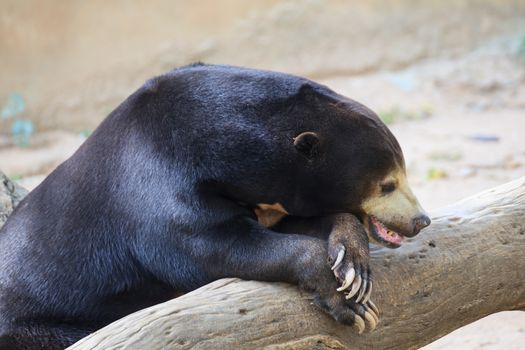 Malayan Sun Bear or Honey Bear, science names "Helarctos malayanus" sleeping on timber