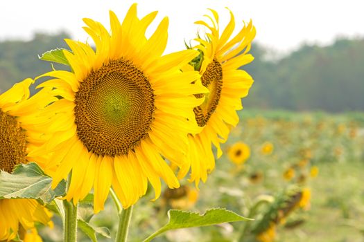 Beautiful yellow flower, sunflower in field plantation