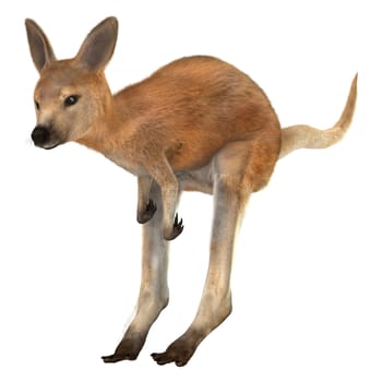 3D digital render of a red baby kangaroo isolated on white background